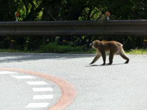 Osaka, Minoh parc - Autour de Marine