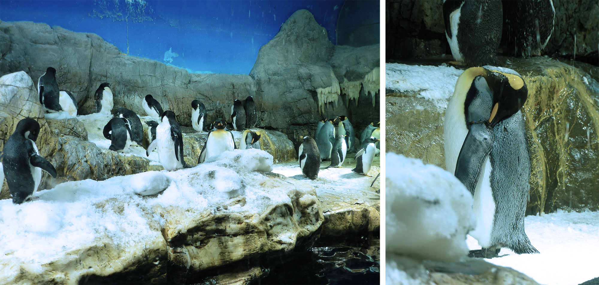 Osaka, aquarium Kaiyukan - Autour de Marine